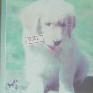 Воспитание и обучение щенка - DVD фильм